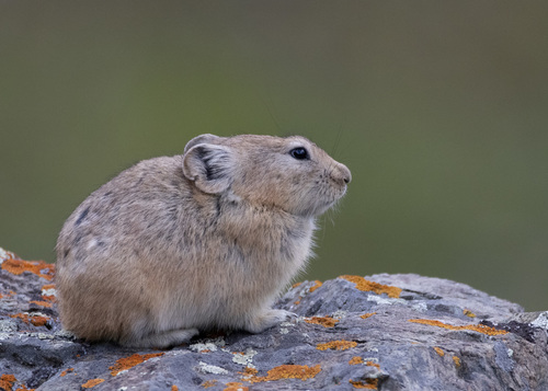 Pallas's Pika