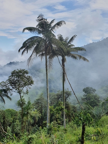 Ceroxylon echinulatum Galeano