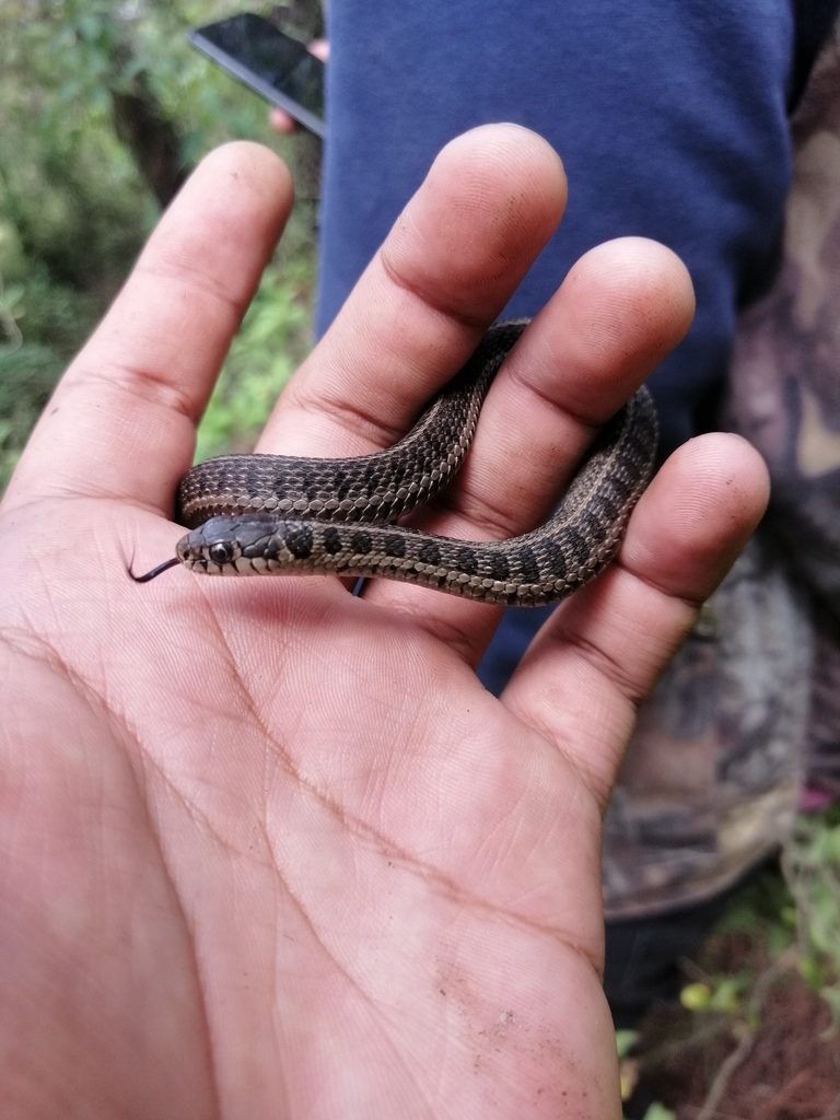 Longtail Alpine Garter Snake from San Miguel Xicalco, Tlalpan, CD. de ...