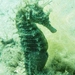 Observation photo