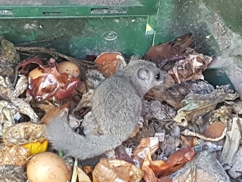 European Fat Dormouse