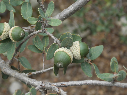 Coahuila Scrub Oak