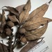 Lithocarpus encleisacarpus - Photo (c) Chuck Cannon, todos los derechos reservados, subido por Chuck Cannon