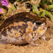 Namaqua Rain Frog - Photo (c) Tyrone Ping, all rights reserved, uploaded by Tyrone Ping