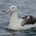 Royal Albatross - Photo (c) ivanparr, all rights reserved, uploaded by ivanparr