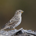 Rock Sparrows - Photo (c) Денис Жбир, all rights reserved, uploaded by Денис Жбир