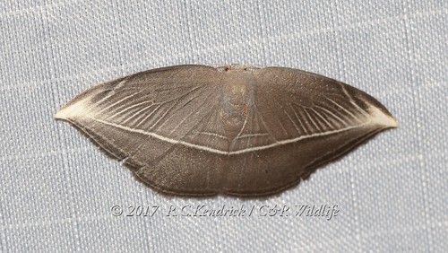 Microblepsis leucosticta (Hampson, 1895)