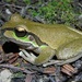 Blue Mountains Tree Frog - Photo (c) Patrick  Campbell, all rights reserved, uploaded by patrick_campbell