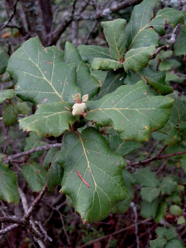 Quercus hintoniorum