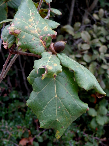 Quercus hirtifolia