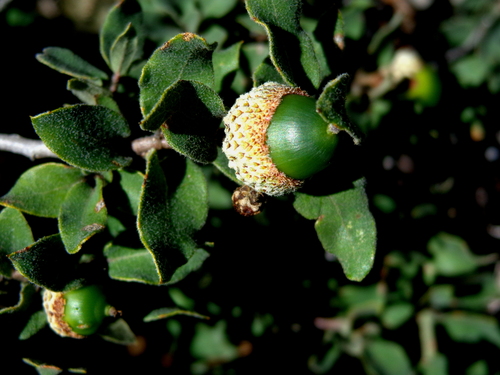 Coahuila Scrub Oak