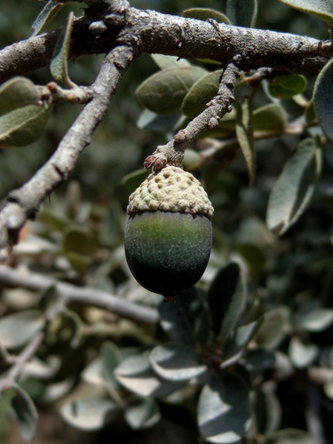 Quercus striatula