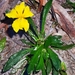Goodenia geniculata - Photo (c) James Peake, todos os direitos reservados, uploaded by James Peake
