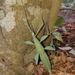 Children’s Stick Insect - Photo (c) Jane Franke, all rights reserved, uploaded by Jane Franke