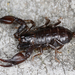 Euscorpius germanus - Photo (c) gernotkunz, todos los derechos reservados, subido por gernotkunz