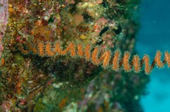 Whip Coral
