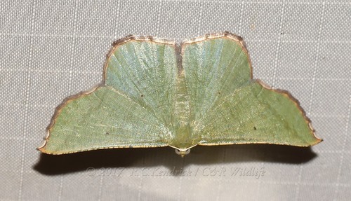 Hypulia continua