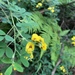Goodia pubescens - Photo (c) Amy Zhu, todos los derechos reservados, subido por Amy Zhu