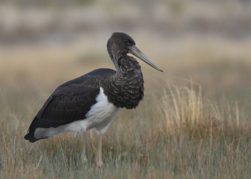 Black Stork