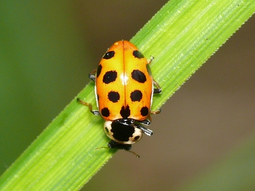 Thirteen-spotted Lady Beetle