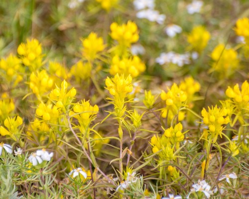 Tolmie's owl's-clover (Orthocarpus tolmiei)