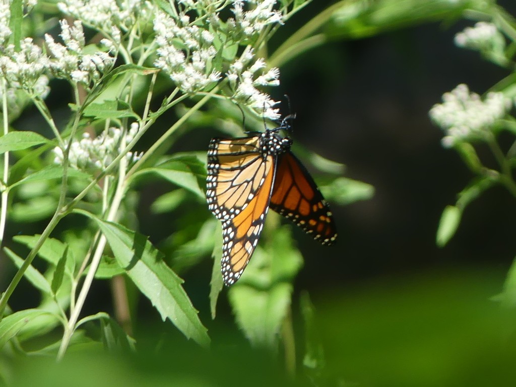 Monarch in September 2020 by Romain Clément · iNaturalist