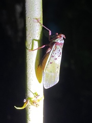 Copidocephala guttata image