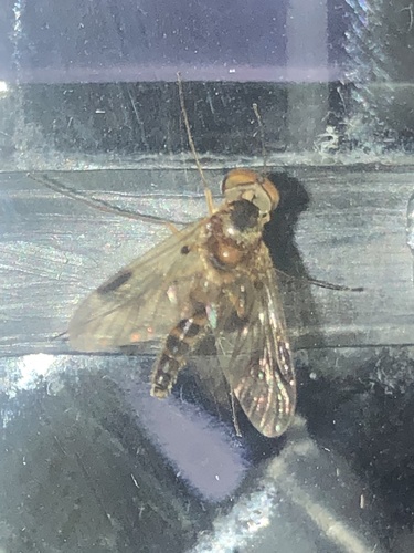 Chrysopilus nubecula nuotrauka