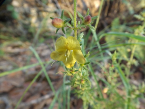 Eagle Pass blacksenna (Seymeria bipinnatisecta)