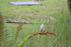 Egretta tricolor image