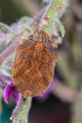 Sphyrocoris obliquus (Germar, 1839)