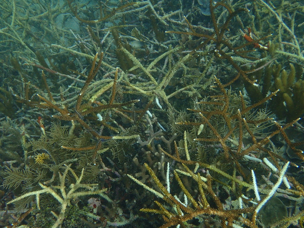 Blue staghorn coral