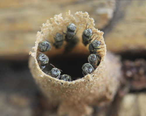 Mexican Pitted-Stingless bee