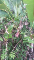 Heliconia mariae image