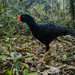 Crestless Curassows - Photo (c) Luiz Henrique Medeiros Borges, all rights reserved, uploaded by Luiz Henrique Medeiros Borges