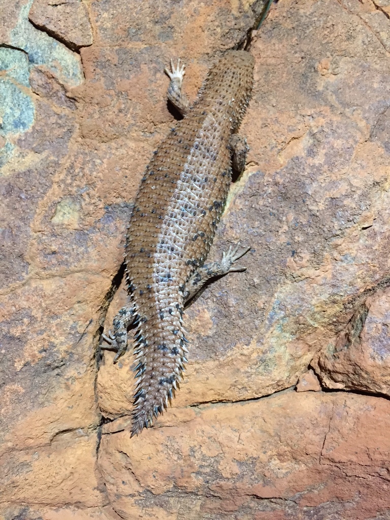 Western Pilbara Spiny-tailed Skink from Millstream Chichester National ...