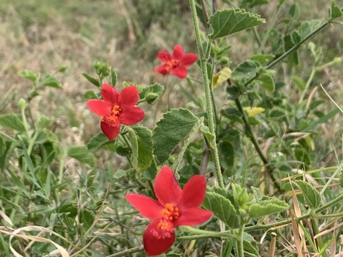 Hibiscus aponeurus