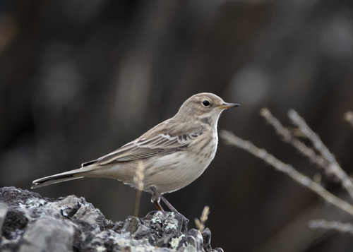 Water Pipit