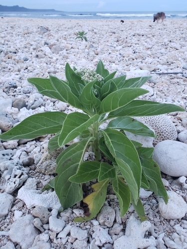tree heliotrope