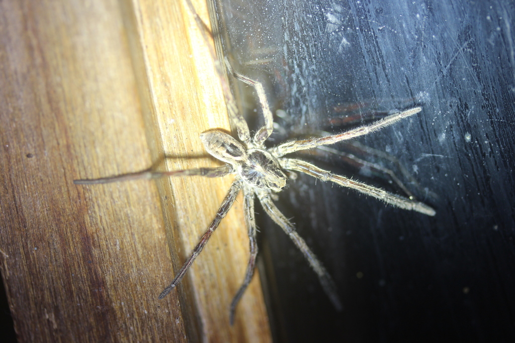 Wolf Spiders from Tallegalla QLD 4340, Australia on September 21, 2020