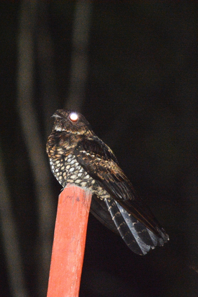 Papuan Nightjar photo