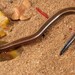 Lowveld Dwarf Burrowing Skink - Photo (c) Tyrone Ping, all rights reserved, uploaded by Tyrone Ping