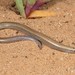 Gronovi's Dwarf Burrowing Skink - Photo (c) Tyrone Ping, all rights reserved, uploaded by Tyrone Ping