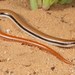 Kasner's Dwarf Burrowing Skink - Photo (c) Tyrone Ping, all rights reserved, uploaded by Tyrone Ping