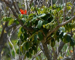 Image of Spathodea campanulata