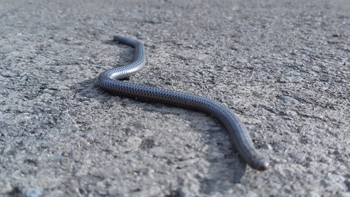 Leptotyphlops anthracinus