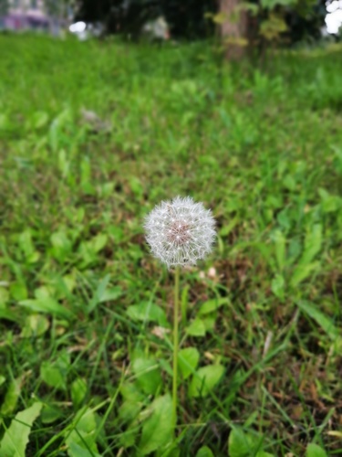 dandelions
