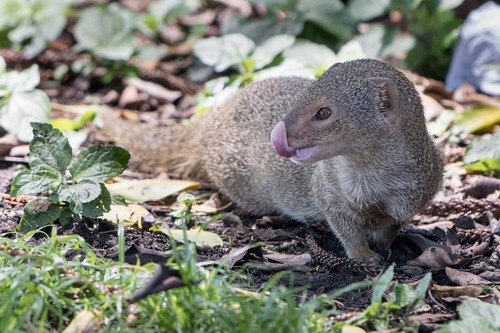 Small Indian Mongoose