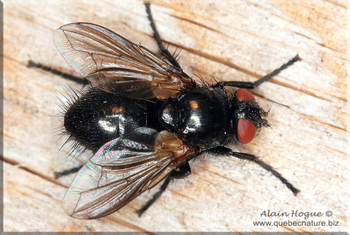 Loewia foeda