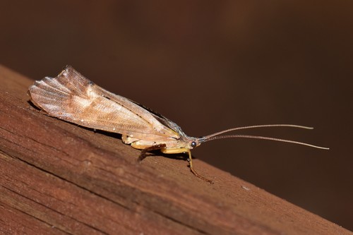 Nemotaulius admorsus